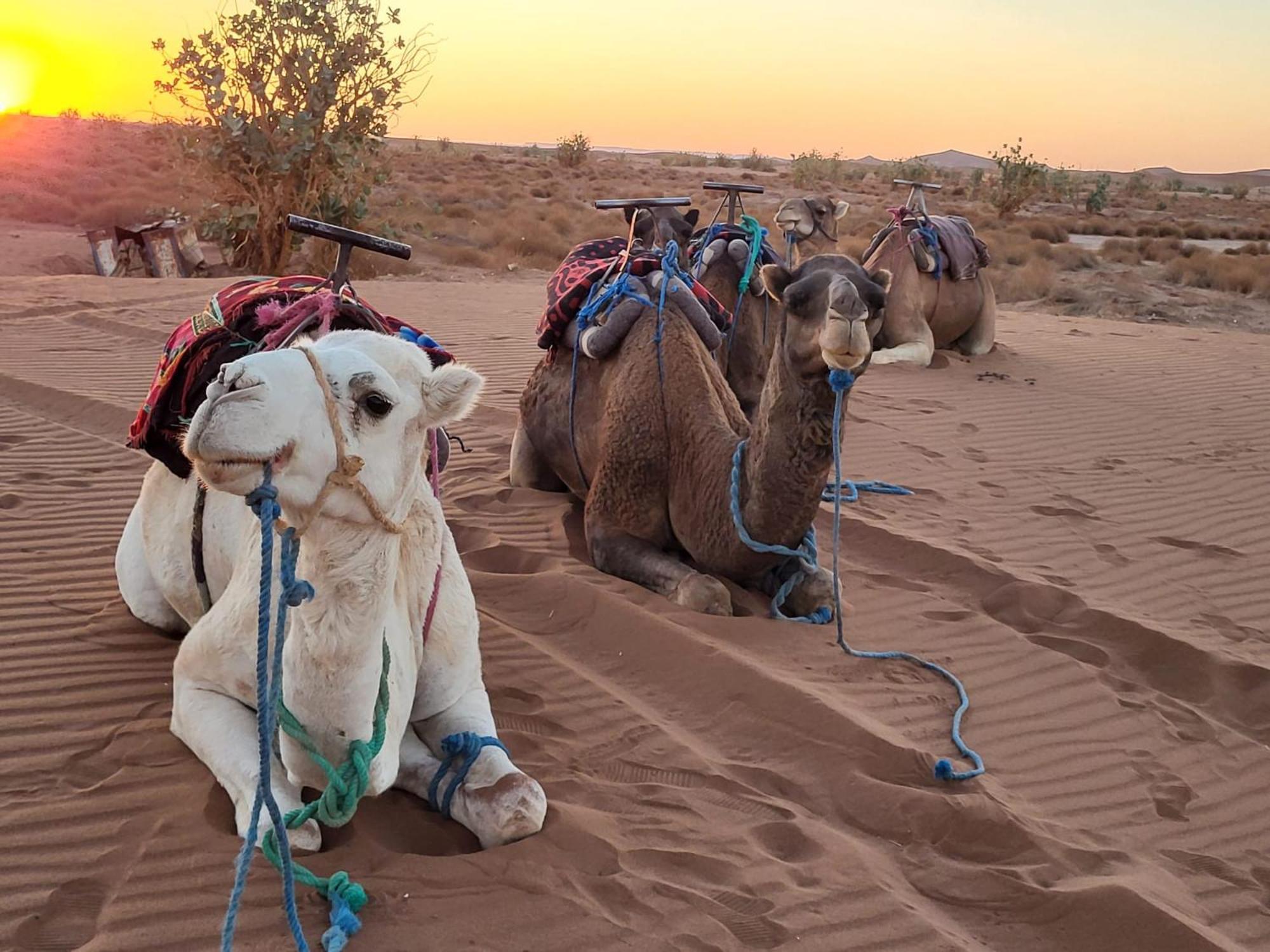 Desert Bivouac Mhamid Екстериор снимка